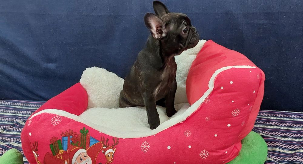 Bulldog francês menina