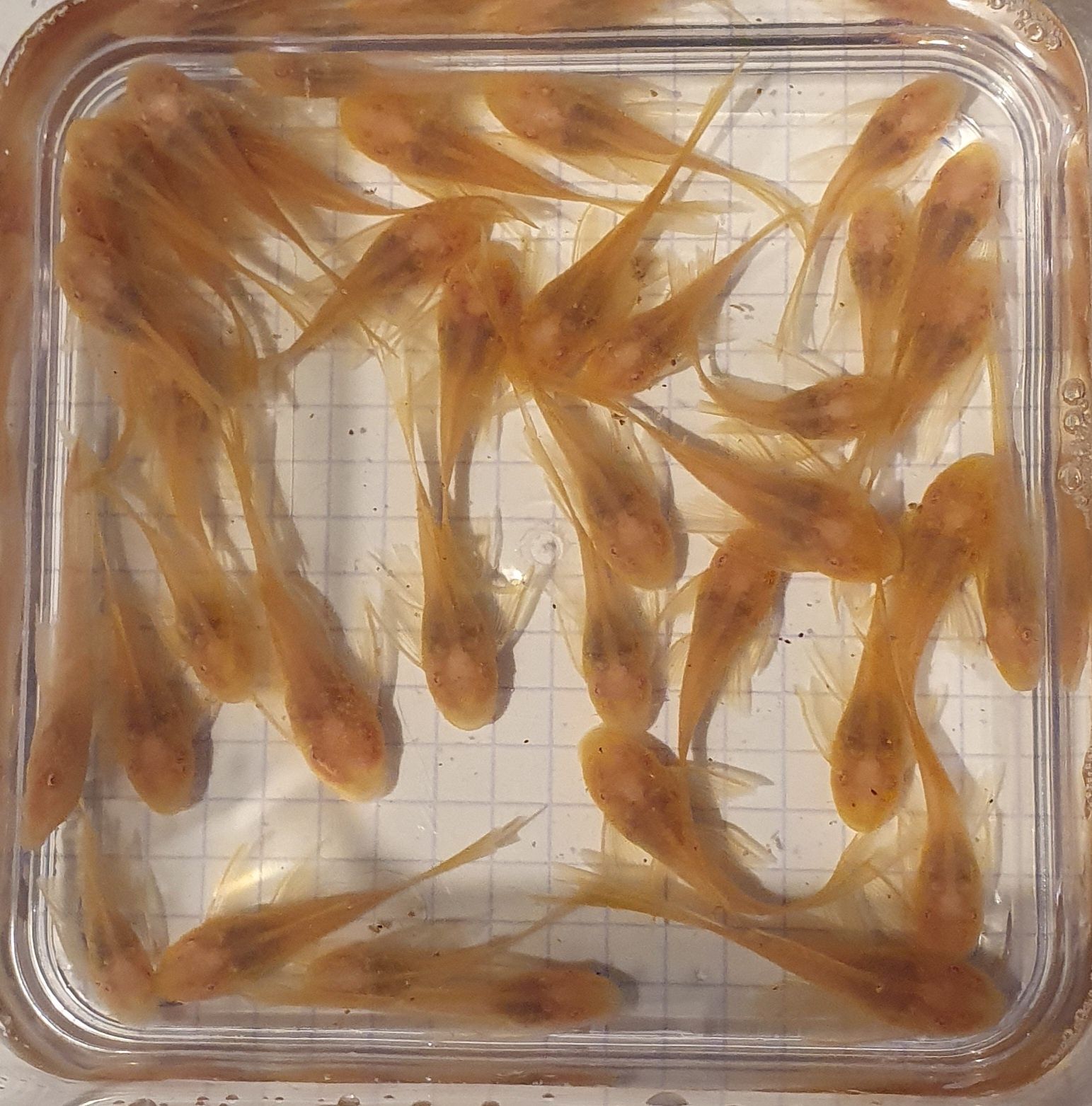 Ancistrus Albino ( ZŁOTY ) long fin Wysyłka Weloniasty Zbrojnik Glonoj
