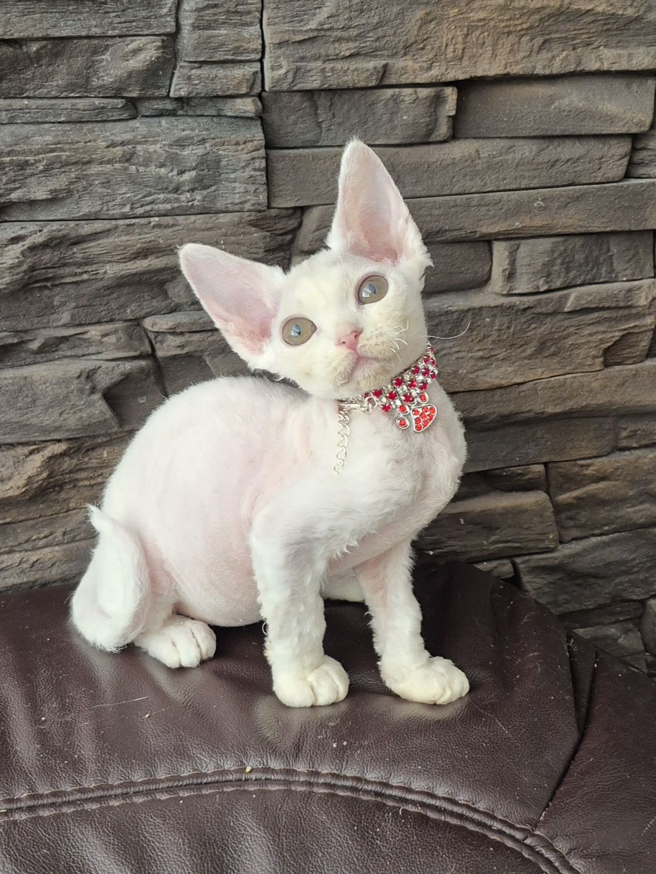 Koteczka Devon Rex FPL