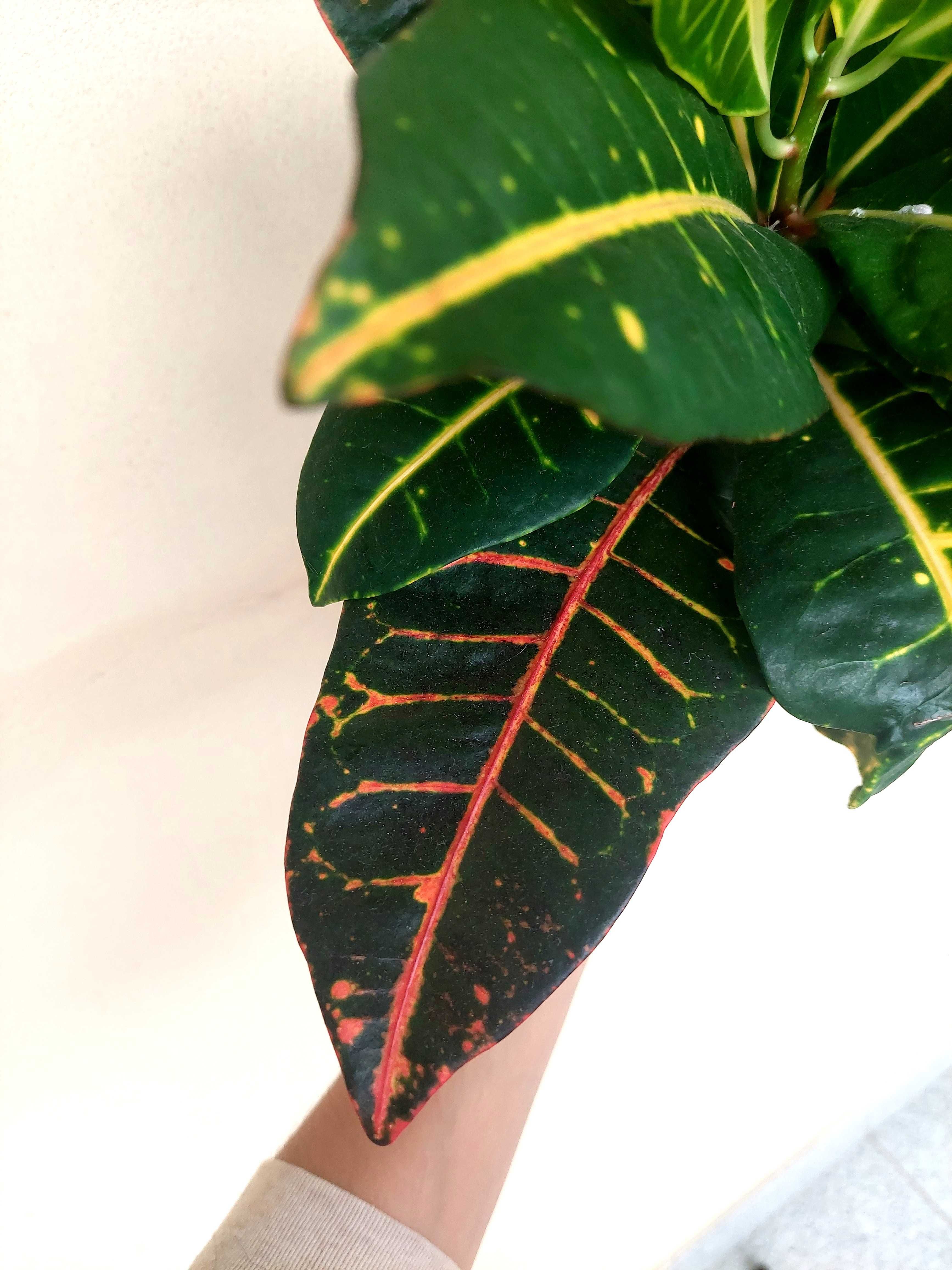 Planta Croton - A