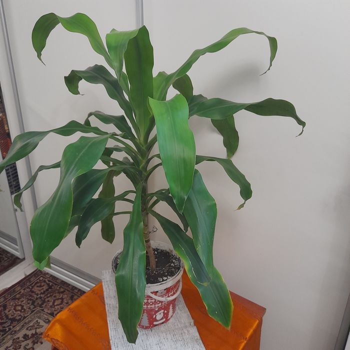 Кімнатні рослини