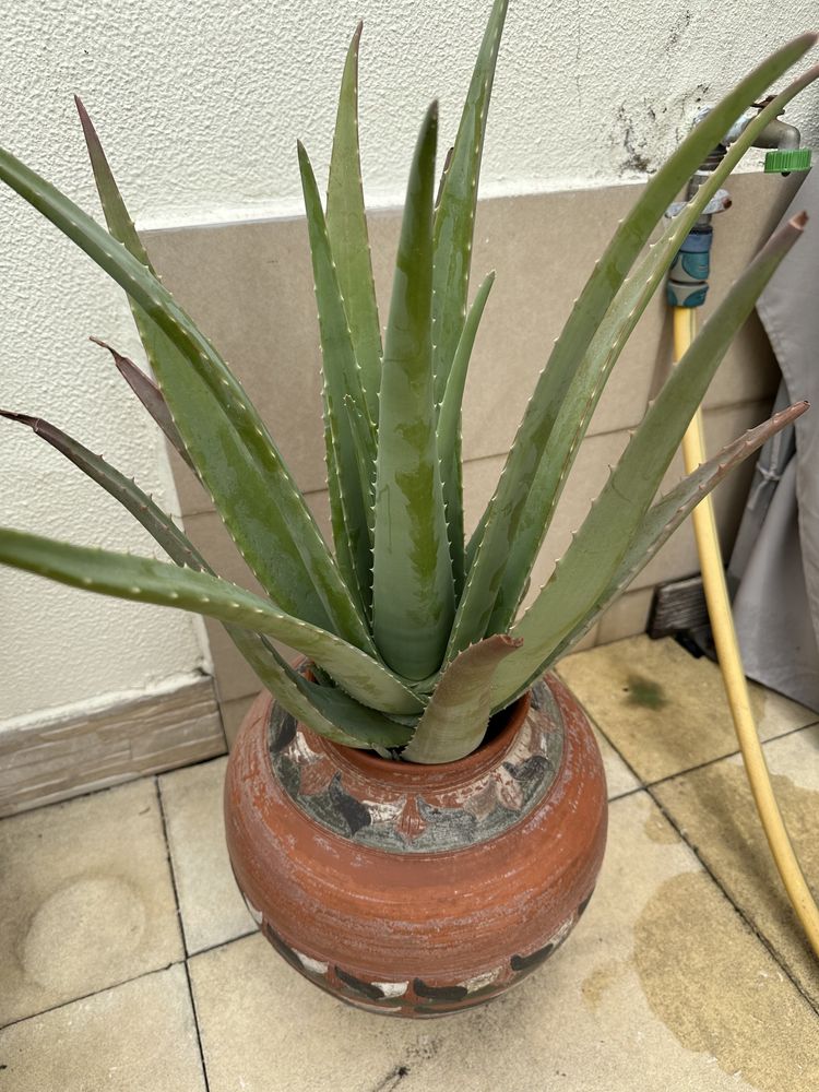 Planta Aloe Vera em pote de barro