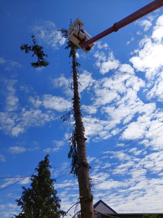 Podnośnik Rębak Wywrotka Wycinka Prace ogrodnicze Warszawa i okolice