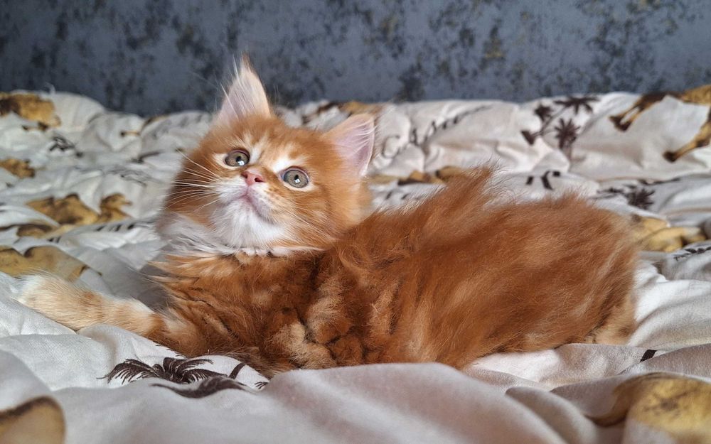 Шикарная девочка Мейн Кун