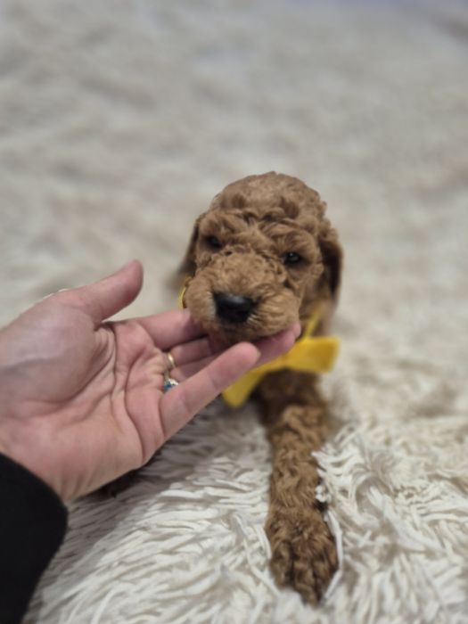Goldendoodle f1b standard red-brown red