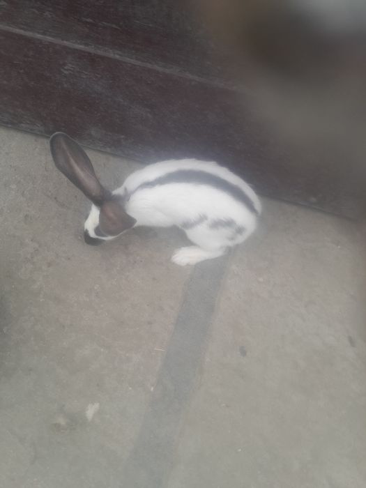 Sprzedam samice Srokacz Niemiecki