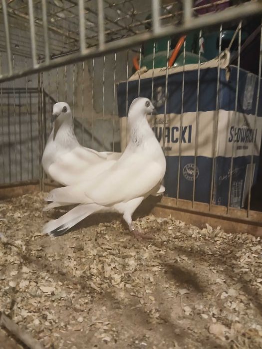 Sprzedam gołębie