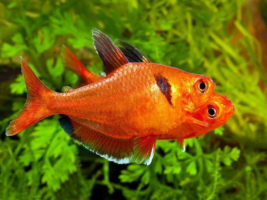 Tetra Serpae - Hyphessobrycon Callistus