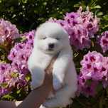 Samoyed ZKwP/FCI