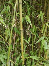 Sadzonki bambusa