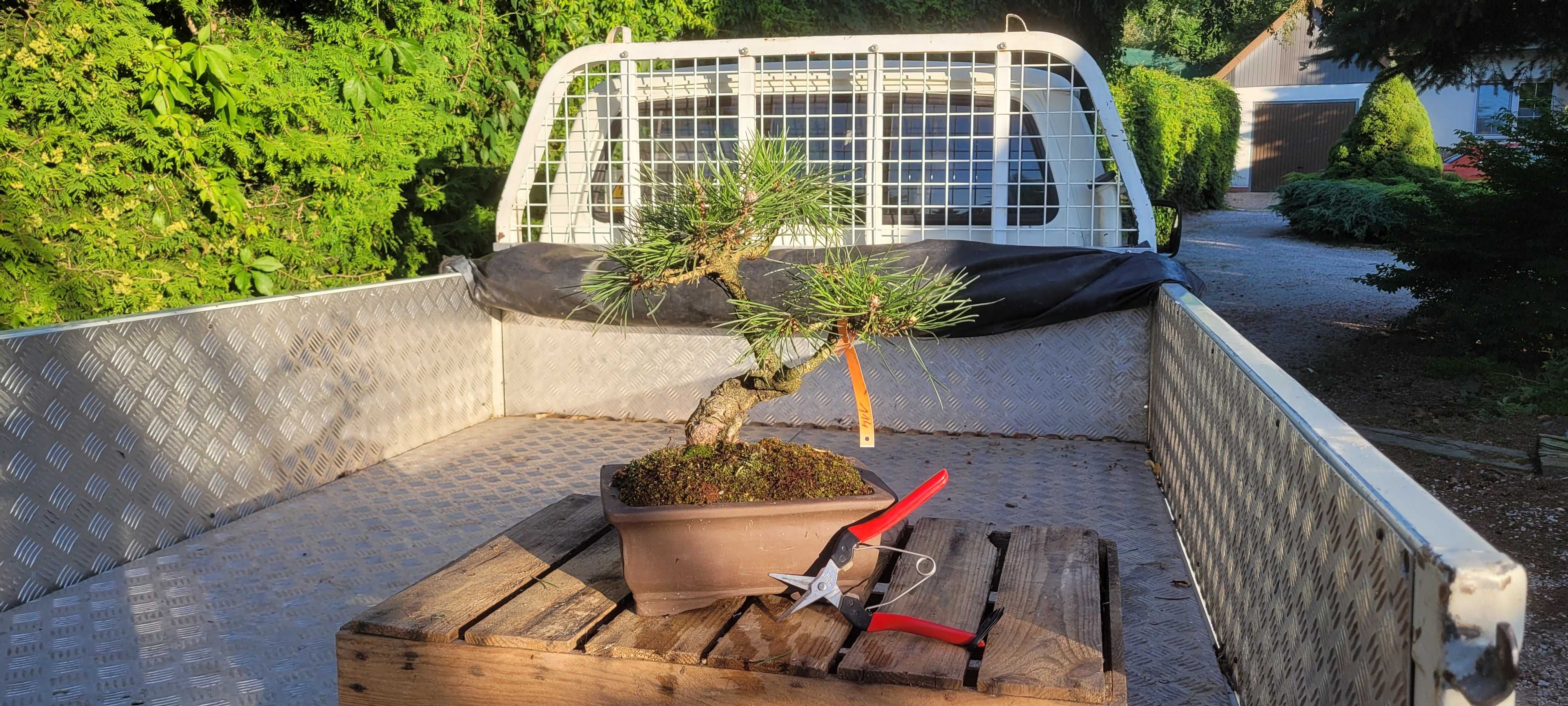 Drzewka tarasowe, balkonowe bonsai PROMOCJA na PREZENT