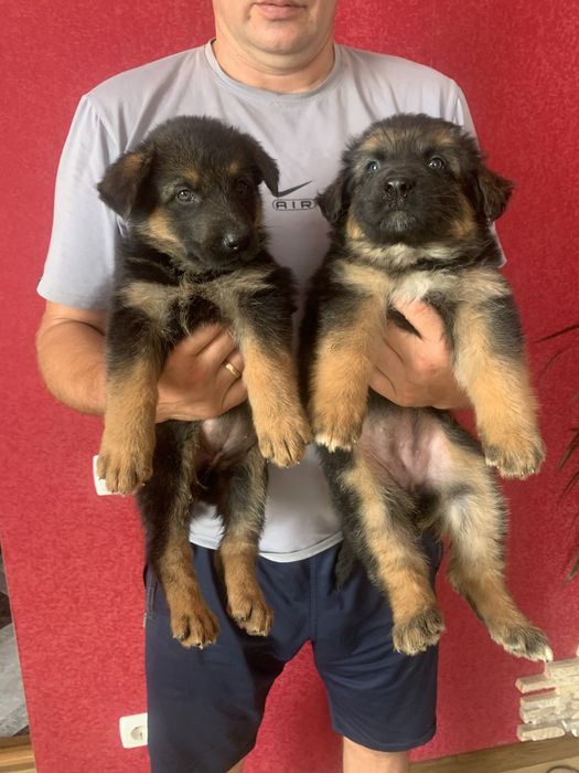 Продам цуценят Німецької вівчарки