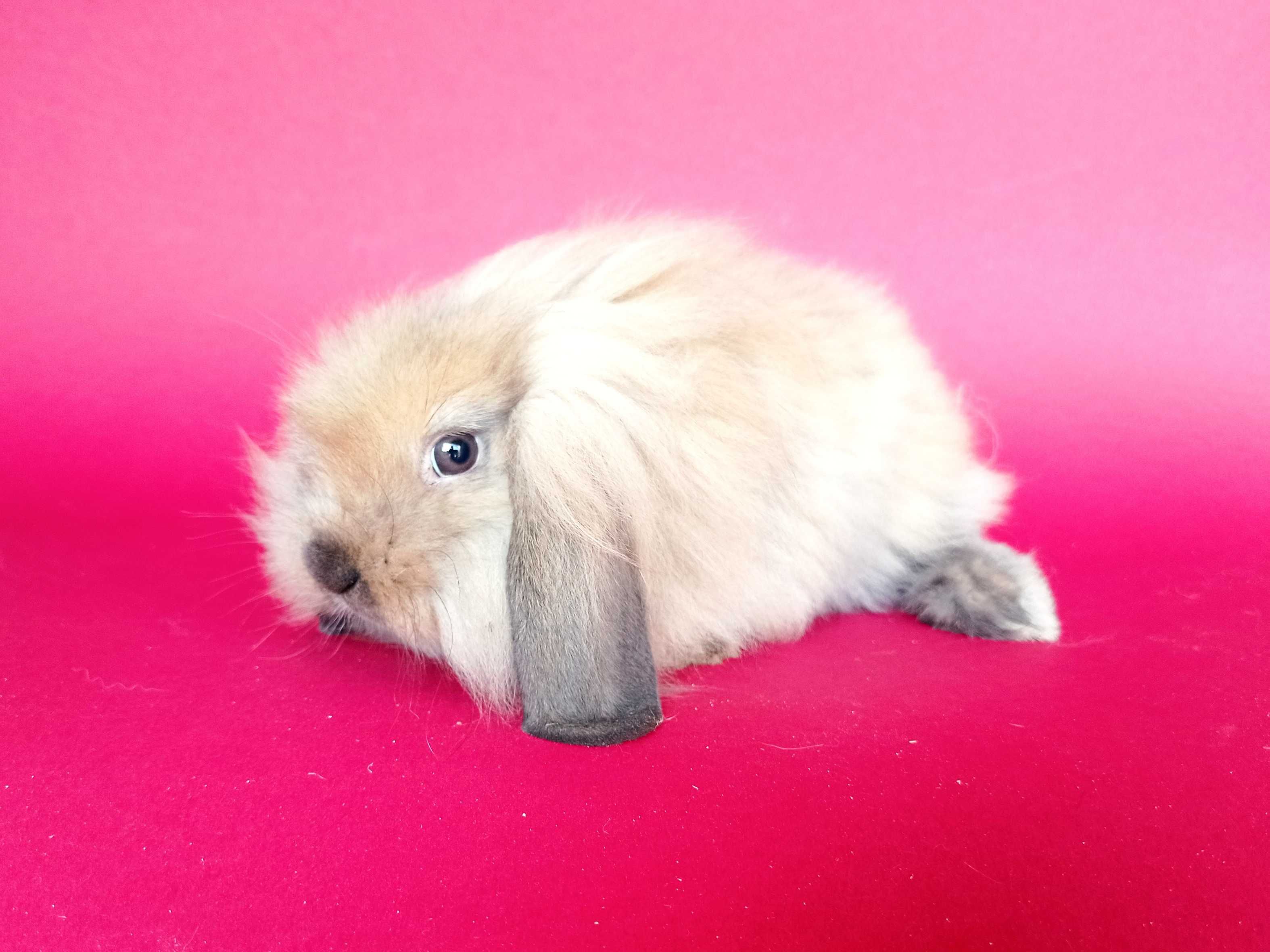 Mini lop, baranek miniaturka, karzełek baranek