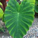 Colocasia Esculenta Kolokazja olbrzymia Uszy słonia Alokazja