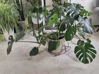 Monstera - kwiat doniczkowy.