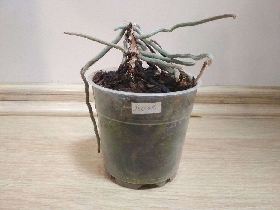 Орхидея фаленопсис, Jewel, пень