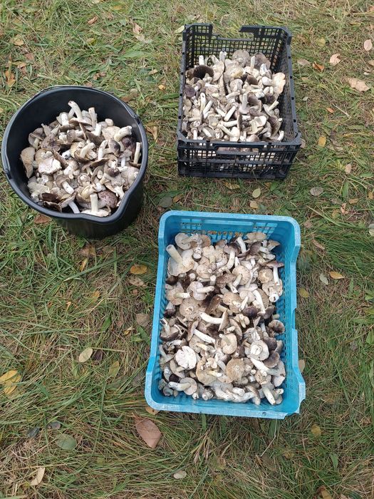 Sprzedam grzybki gąski świeżo zebrane i inne grzybki.