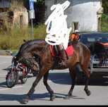 Égua com 15 anos