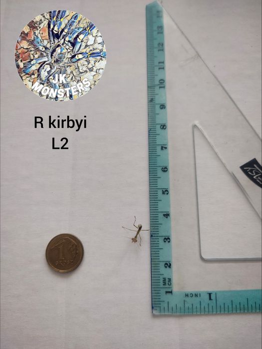 Modliszka Rhombodera kirbyi +gratisy