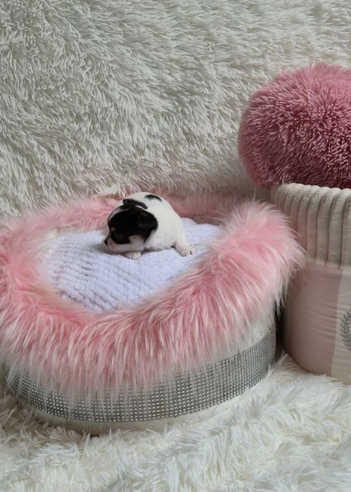 Piękna dziewczyna chihuahua krótkowłosa - domowa hodowla