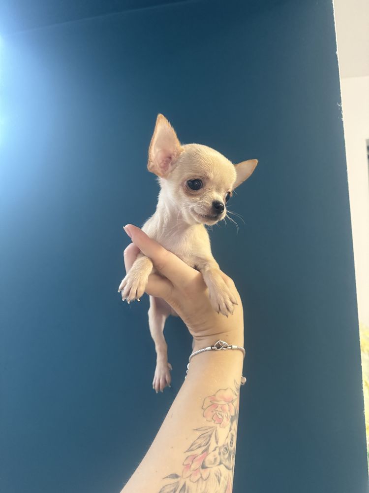 Mini chlopczyk chihuahua kremowy