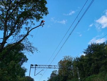 Wycinka drzew metodą Alpinistyczną