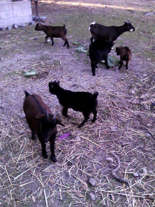 Vendo Cabras Anãs