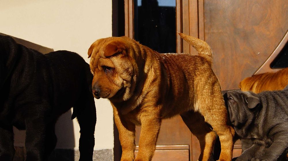 Eva ruda sunia Shar Pei z rodowodem rodzice FCI - importowani