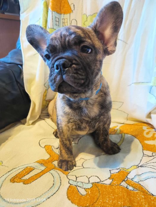 Buldog francuski, Piesek, Gotowy do odbioru, OMAR