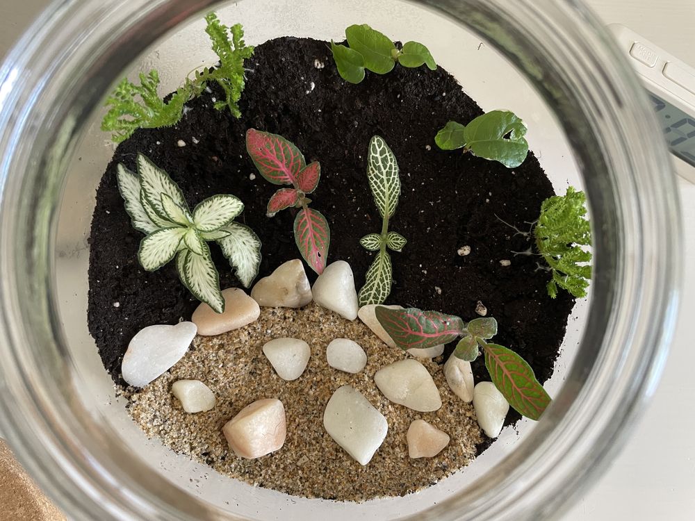 Terrário com plantas (tamanho médio)