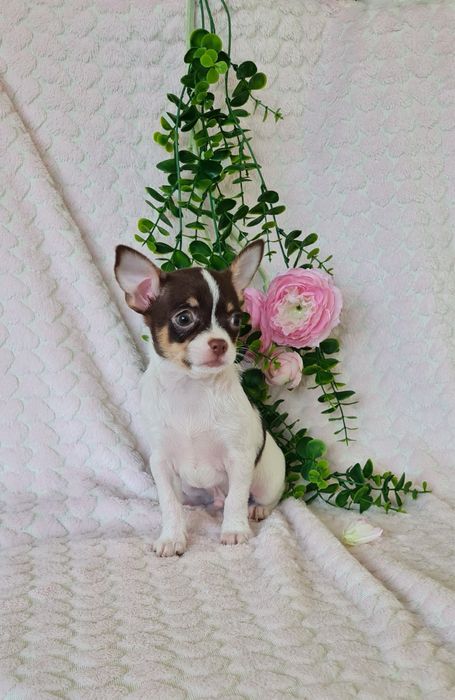 Excelente oportunidade menino mini Chihuahua / Chiuaua de Qualidade