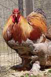 Aves Ornamentais Brahmas várias mutações