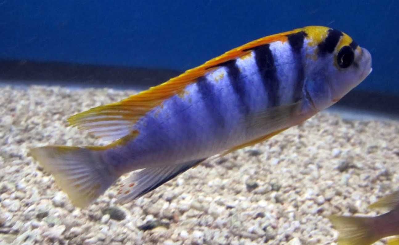 Labidochromis hongi - Pyszczak - dowozimy, wysyłamy