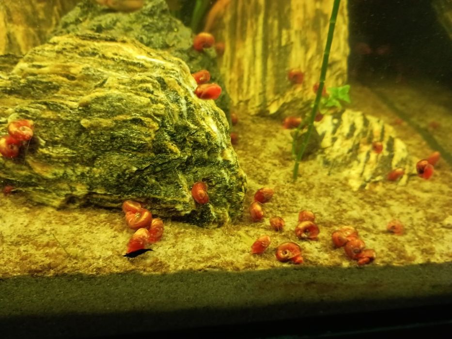 Sprzedam ślimaki akwariowe