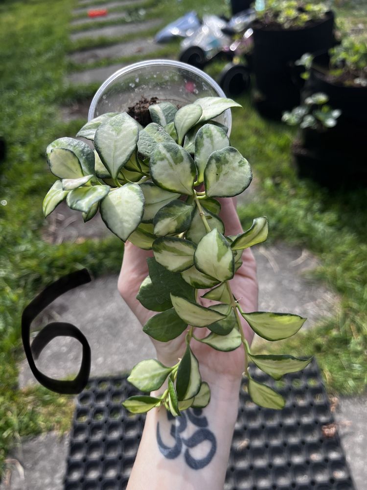 Hoya heuschkeliana variegata