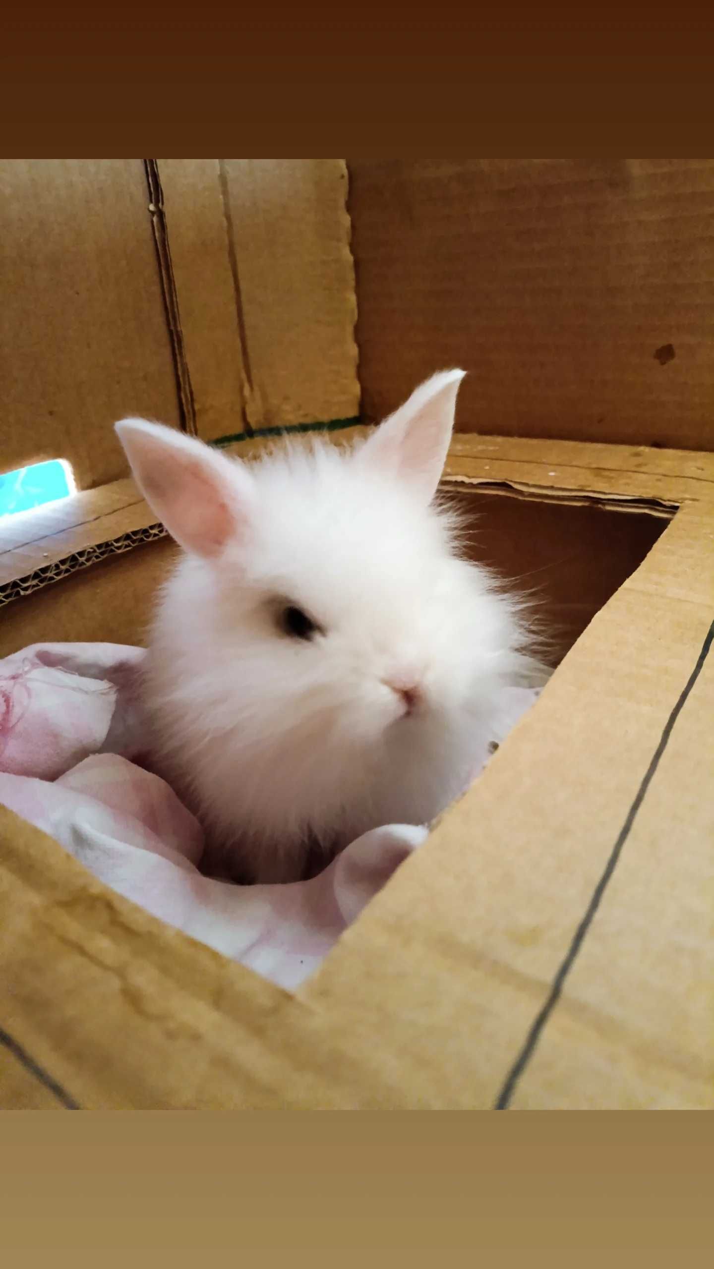 Vendo Coelhos Anões