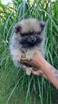 Pomeranian Szpic Miniaturowy
