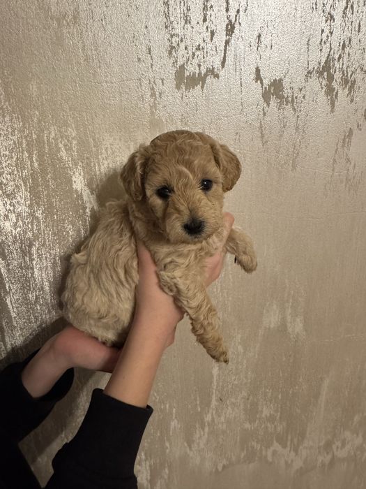 Sunia Bichpoo, matka bichon frise, ojciec pudel