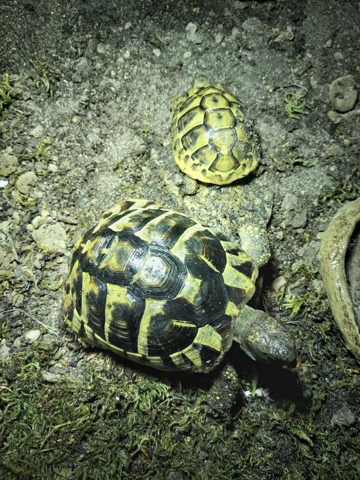 Terrarium I Żółwie