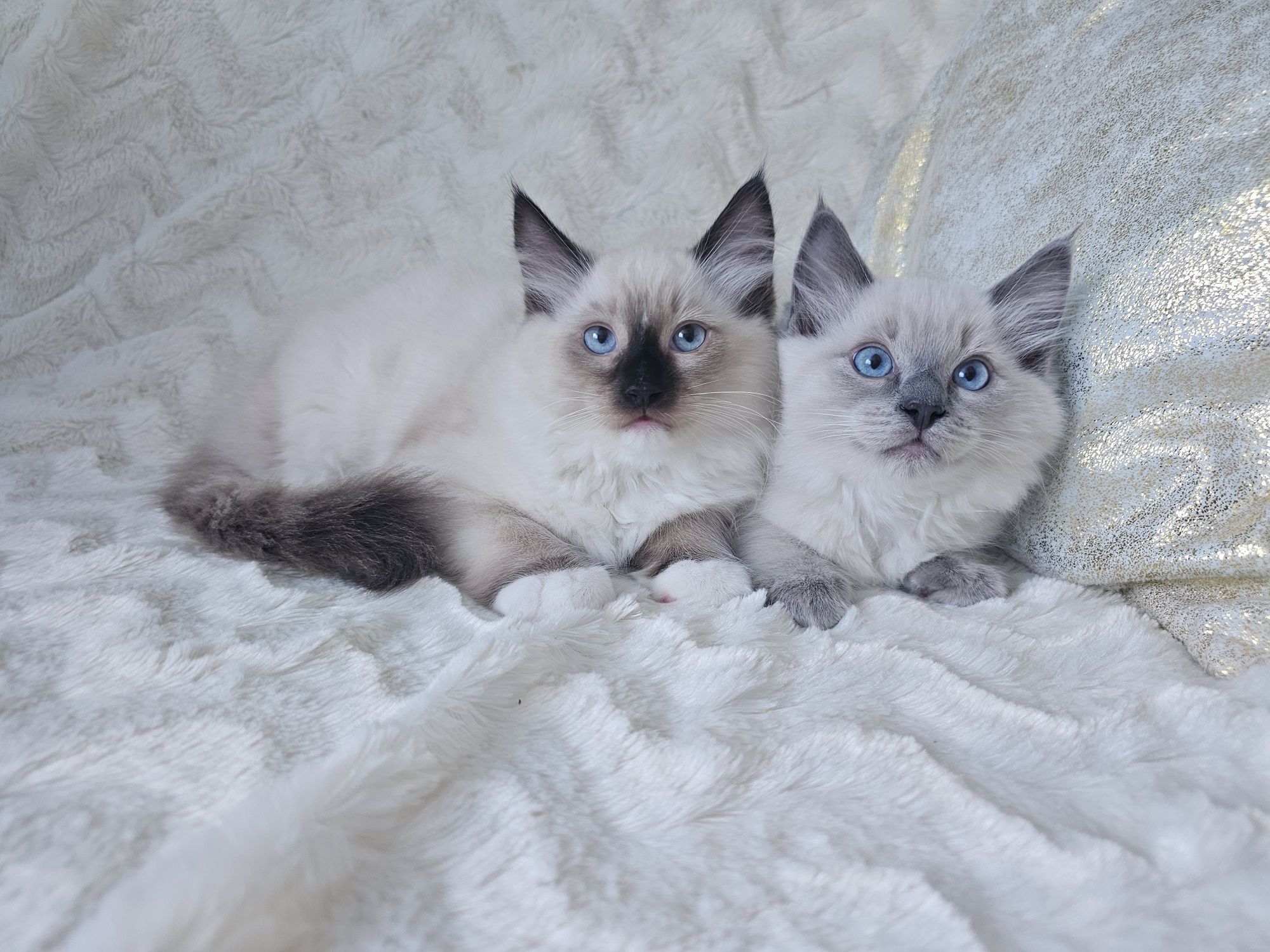 Kocięta Ragdoll gotowe do odbioru