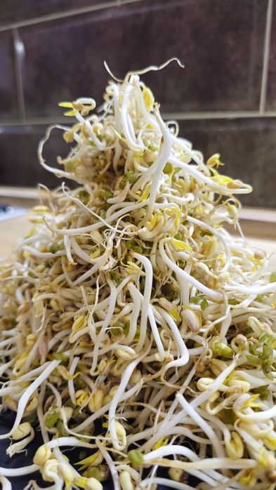 Ростки сои маш/мунг Паростки сої