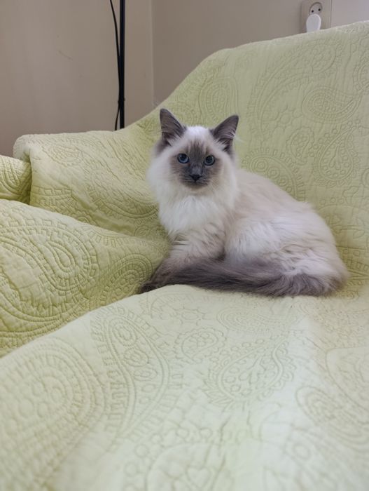 Ragdoll śliczny kocurek