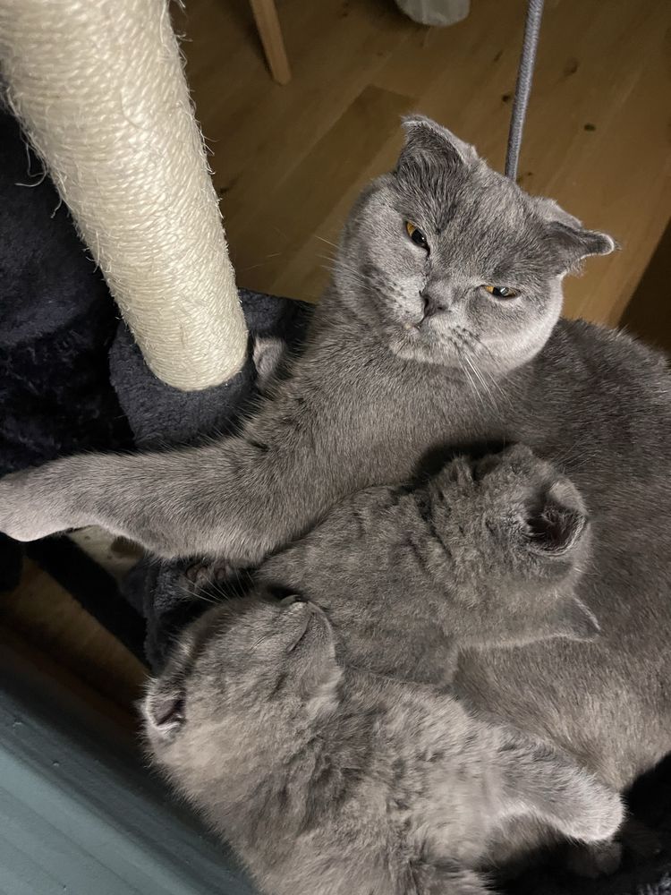 Кошенята шотланські