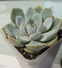 echeveria Tiny Burger горшок  суккулент