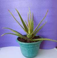 vendo planta aloe vera