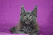 Kocurek maine coon niebieski solid