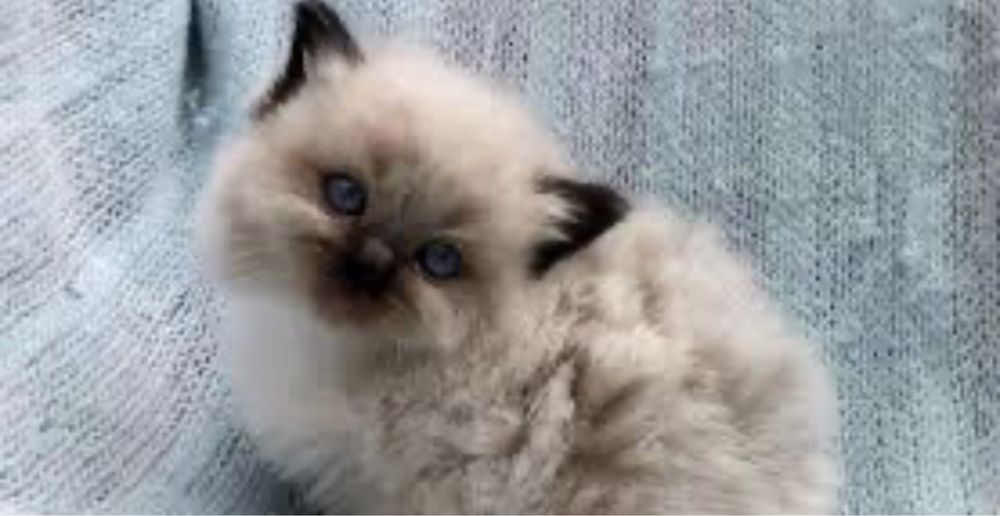 Сиамские /тайские /невские /сноу шу