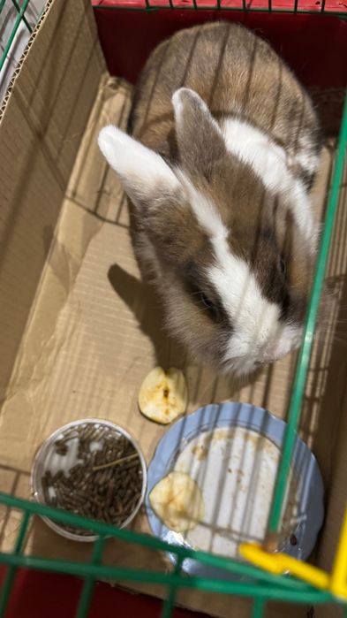 Продам домашнього кролика з кліткою