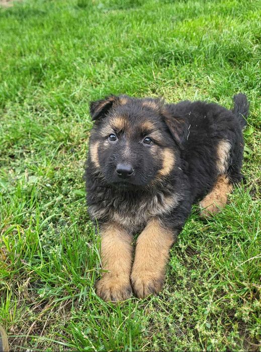 Owczarki niemieckie długowłose !!