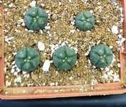 Кактуси Lophophora williamsii